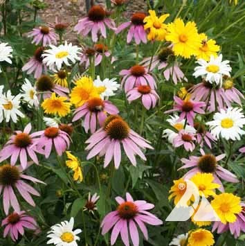 seeds for shade loving plants Shade Loving Wildflower Mix – Wildpatch Seeds