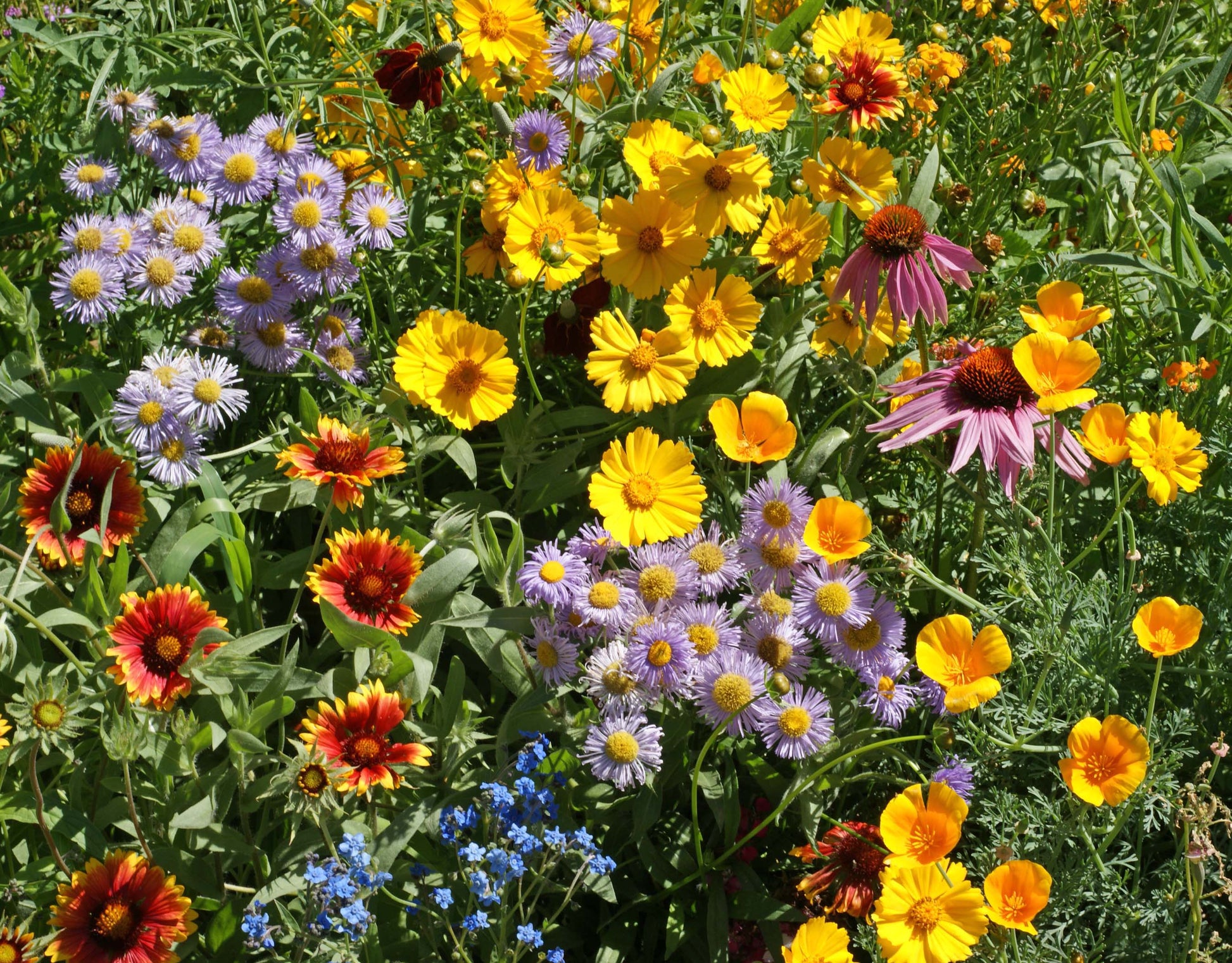 pure wildflower seeds Bee Buffet Mix – Wildpatch Seeds