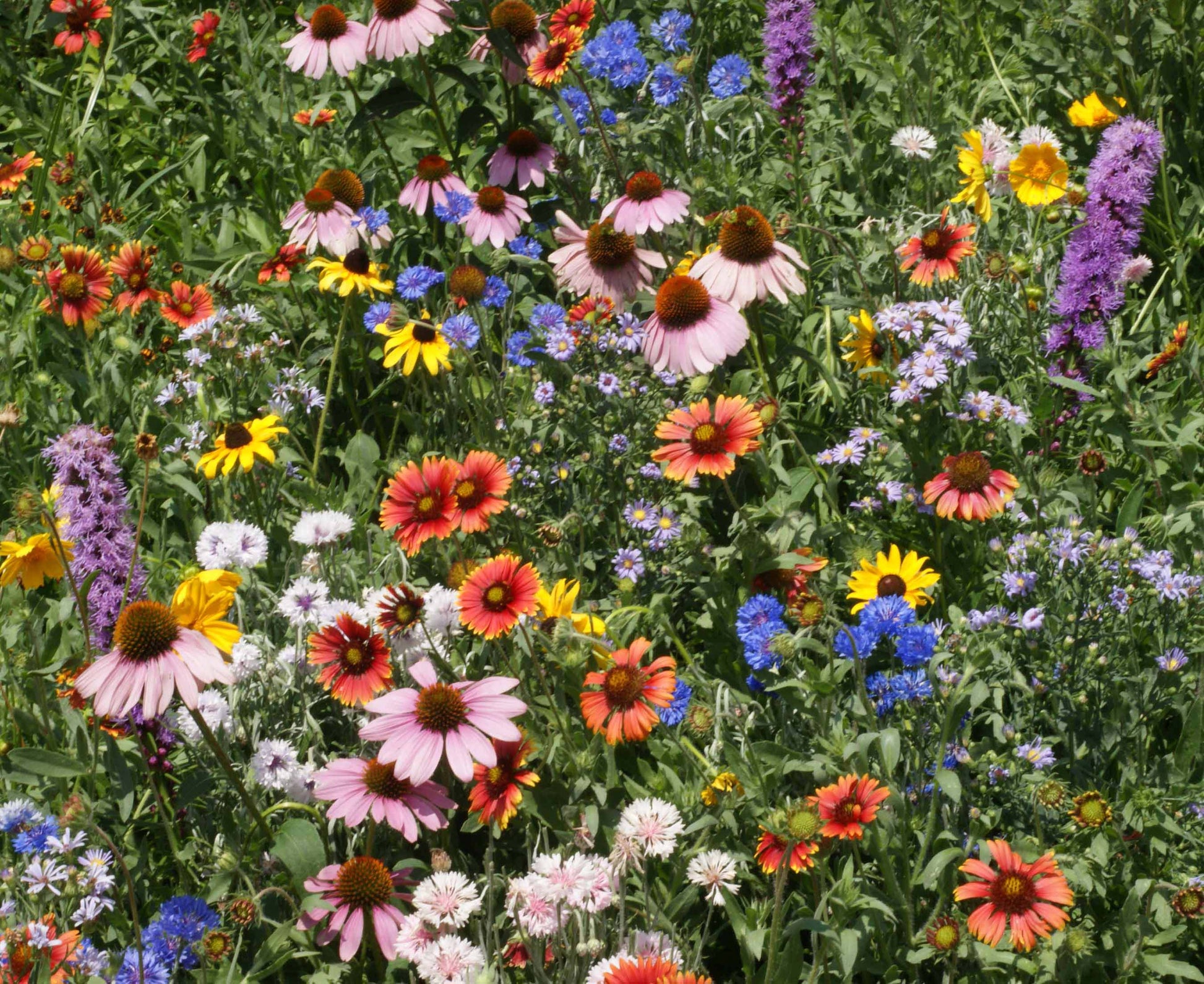 pure wildflower seeds Northeast Wildflower Seed Mix